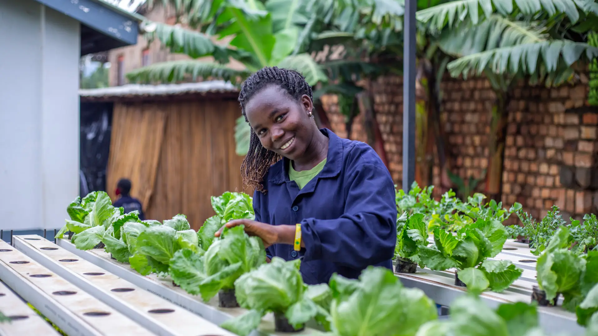 COWA-VTC Hydroponic plant growing system